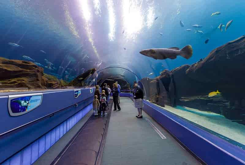 aquarium with a big fish above