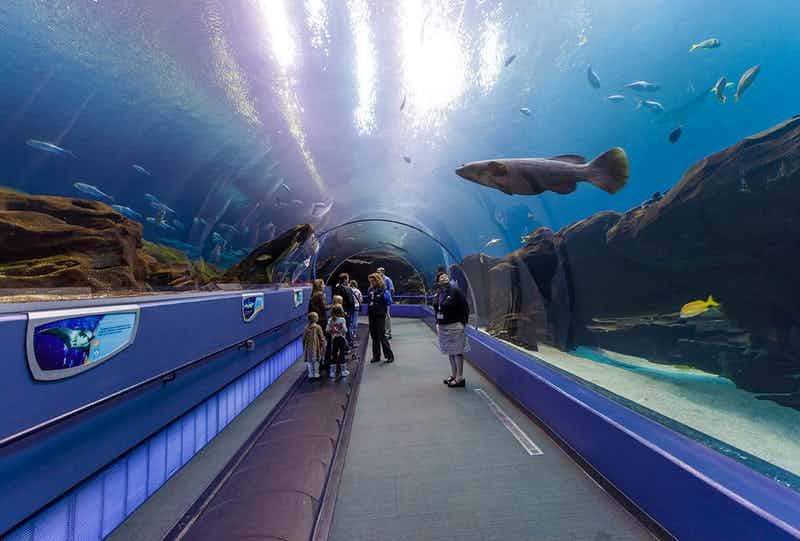 aquarium with a big fish above